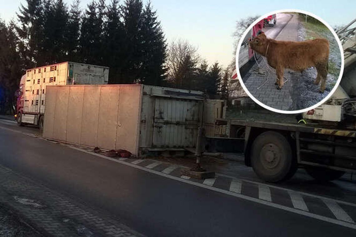 Łapali krowy i byki, które uciekły z ciężarówki. Pomogli strażacy i mieszkańcy [zdjęcia]