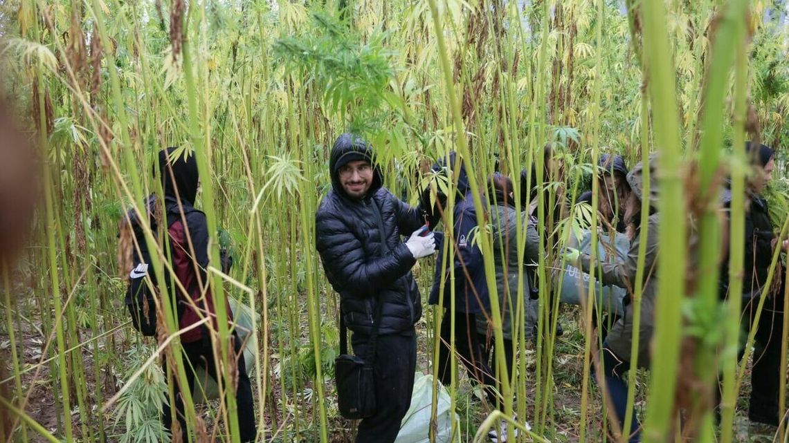 Las konopi w Lublinie. Czas na wielkie żniwa. Już w poniedziałek?