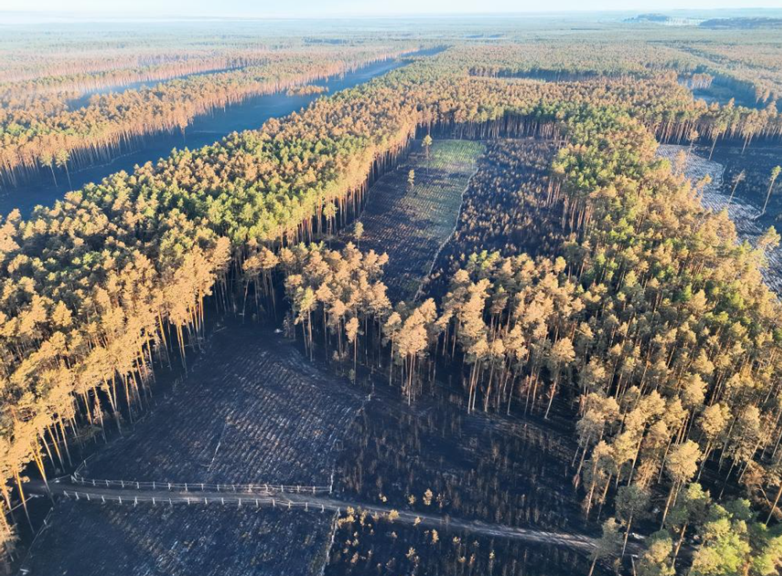 Las po pożarze w Puszczy Solskiej odrodzi się sam. Leśnicy pokazali plan odbudowy