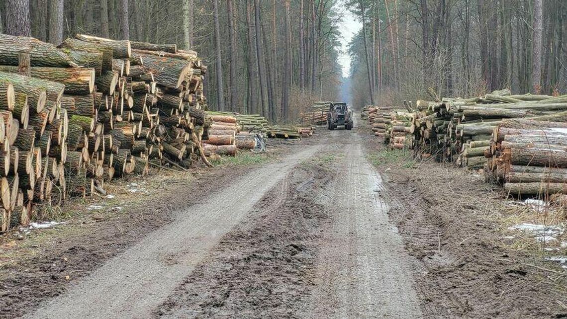 Las przy Kraśniku Fabrycznym uratowany