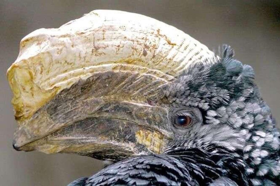 Łaskuny i dzioborożce. Zoo w Zamościu ma nowych lokatorów