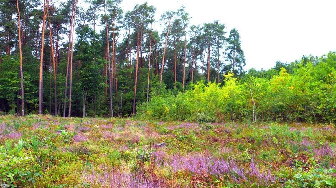 Lasy Lubelszczyzny mają dziś swoje święto. Co można w nich zobaczyć?