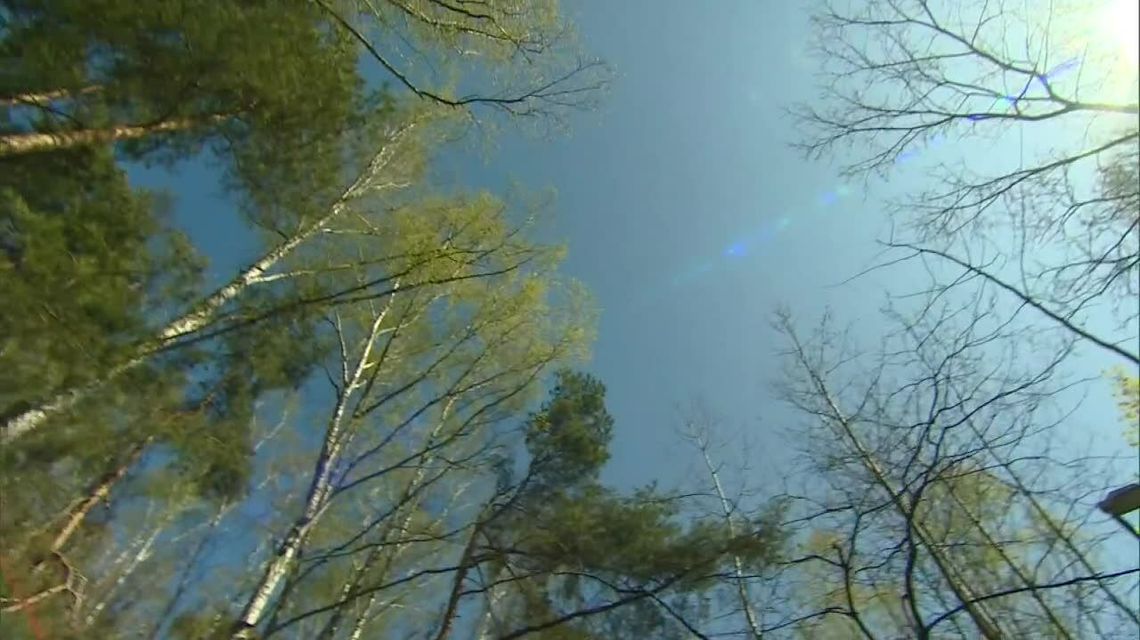 Lasy Państwowe wycofują się ze stosowania certyfikowanej wycinki drzew. Prezydenci apelują o zmianę decyzji