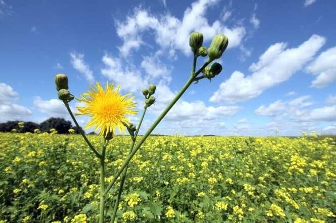 Latający dron ze specjalną kamerą nad polami i łąkami w Lubelskiem. Co sprawdza?