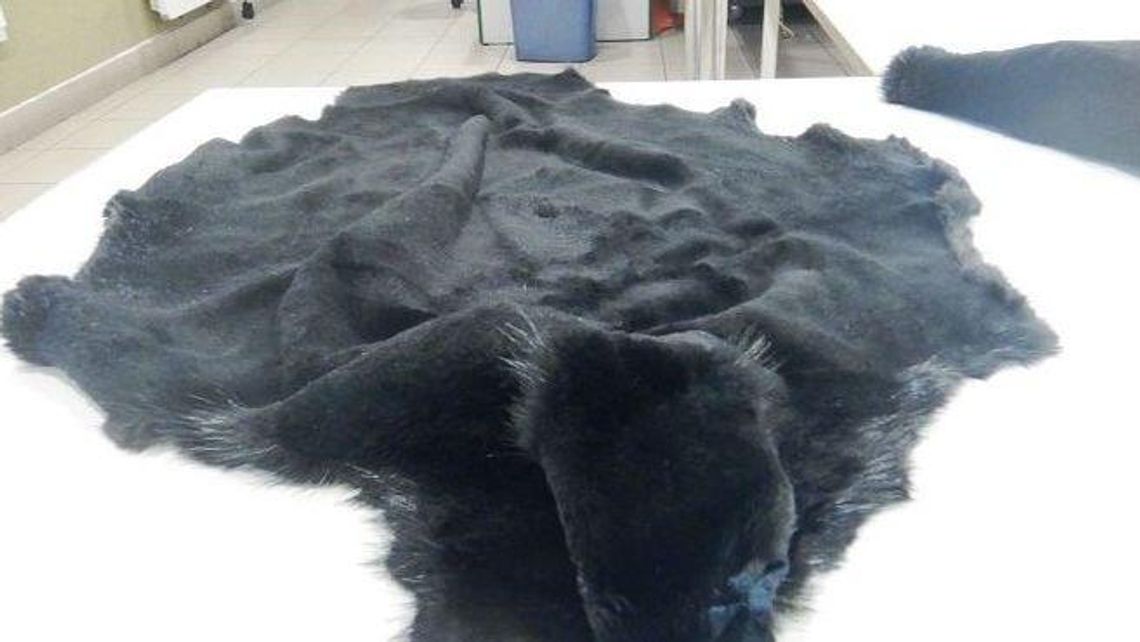 Leciał z Lublina do Londynu z kastetem w bagażu. Nie tylko to przejęli celnicy [zdjęcia]