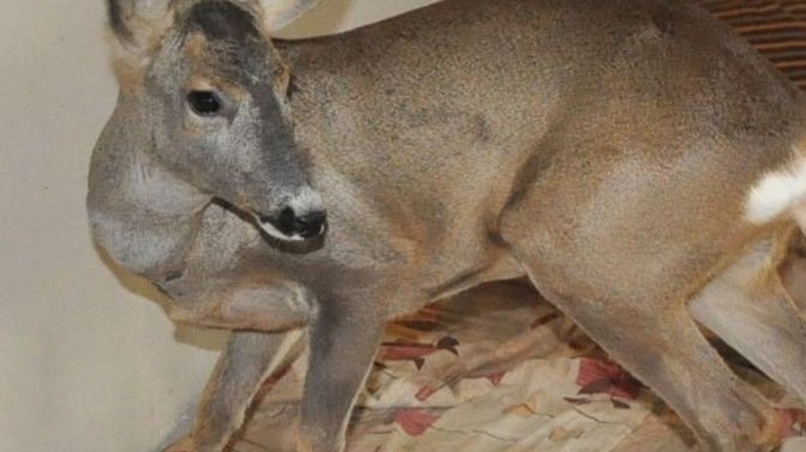 Łęczna: Mężczyzna zamieszkał z sarną. Nadszedł czas rozstania