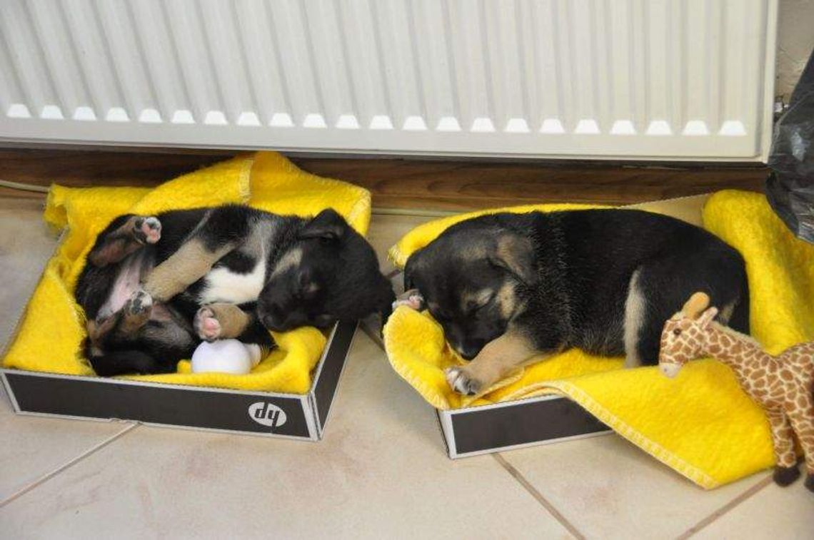 Łęczna: Podrzucone pieski mają nowe domy