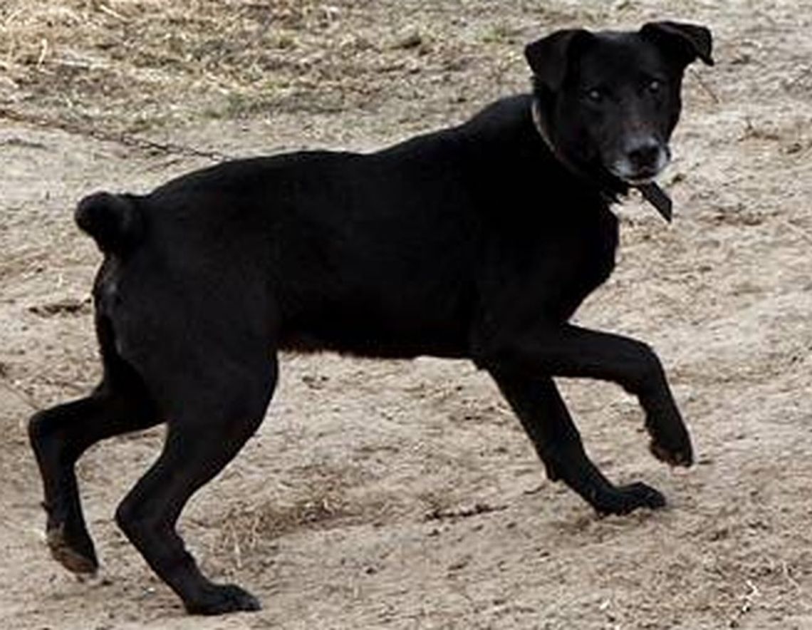 Łęczna: Sprawdzą, czy Azor ma tabliczkę 