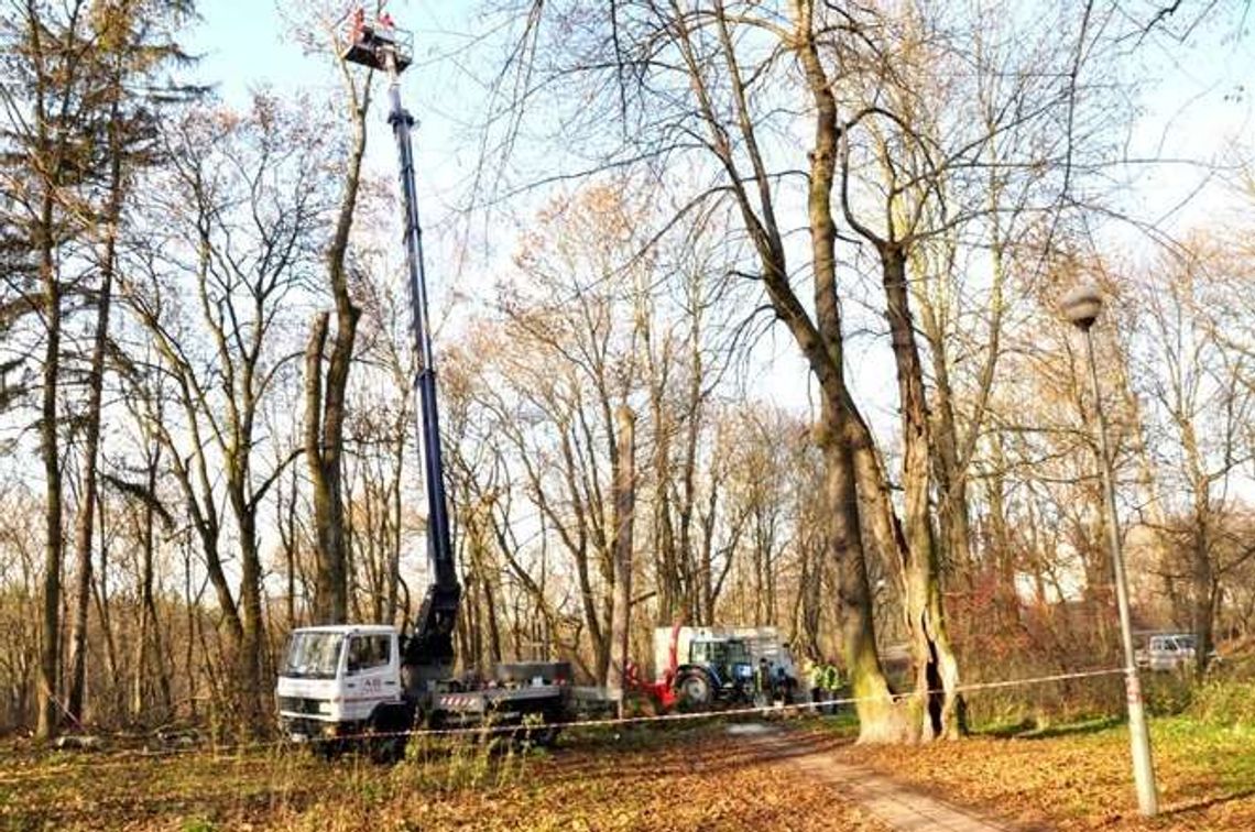 Łęczna. Wycinka w parku.  Pod topór pójdzie 70 drzew