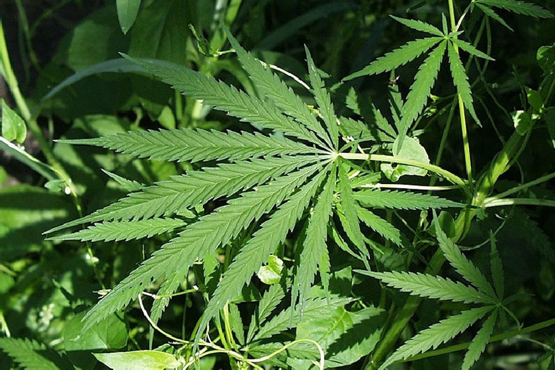 Legalizacja marihuany w Czechach. Będzie dostępna na receptę