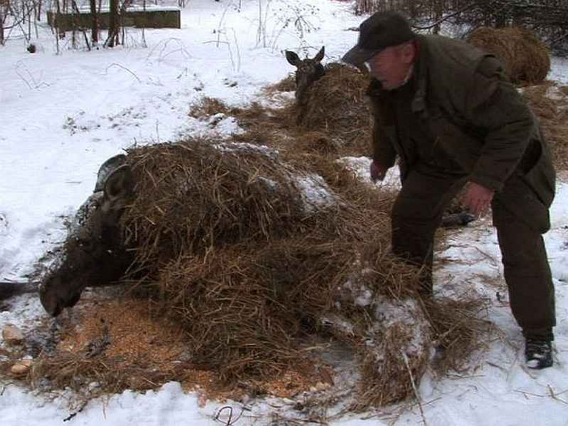 Łęgi: Uratowane łosie walczą o życie
