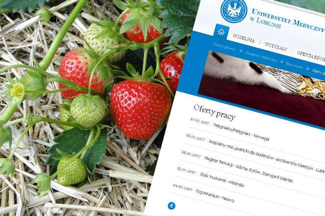 Lekarze na zbiór truskawek w Holandii? Ogłoszenie o pracy na stronie uniwersytetu Lekarze na zbiór truskawek w Holandii? Ogłoszenie o pracy na stronie uniwersytetu