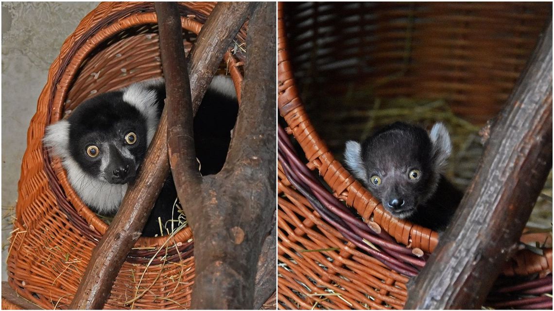 Lemurza sensacja w zamojskim zoo. "Stulatka" doczekała się potomstwa