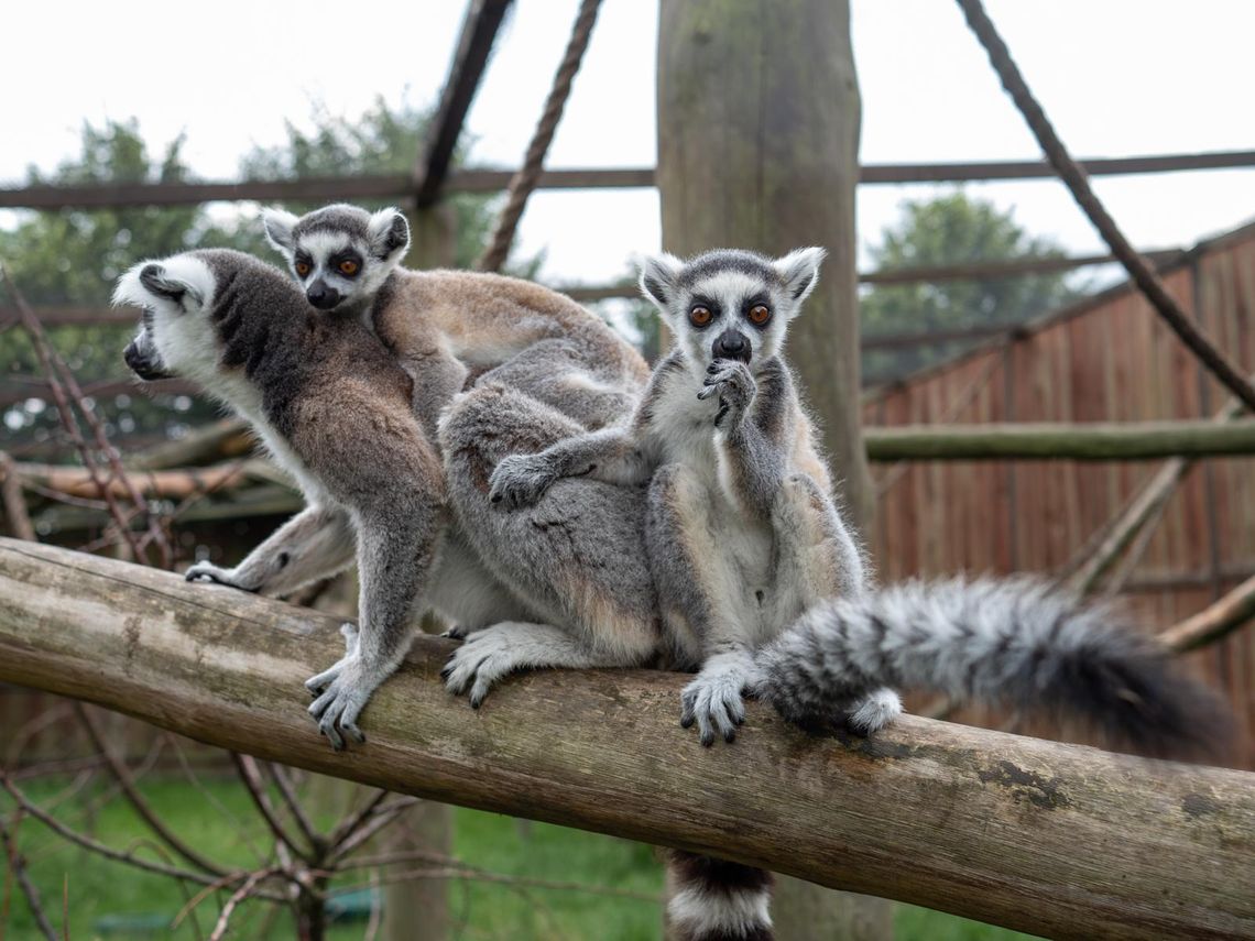 Lemurze maluchy w wojciechowskim ZOO Lemurze maluchy w wojciechowskim ZOO