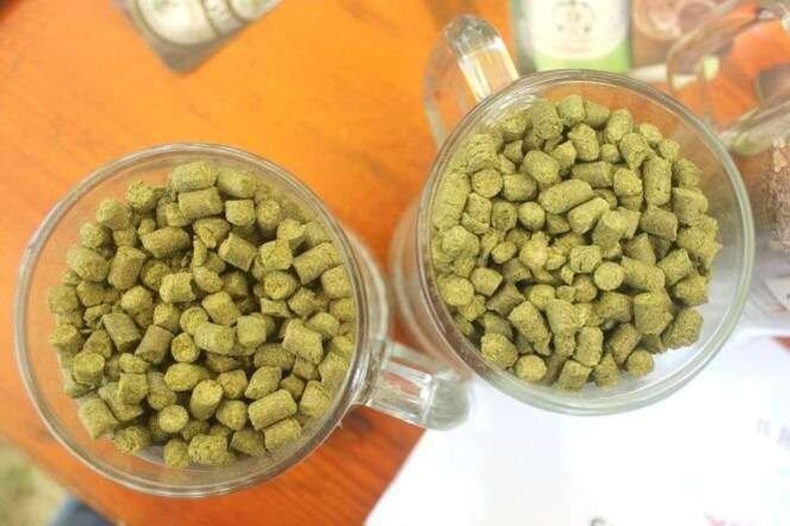 Lepsze czasy dla lubelskich plantatorów chmielu. Oktawia i Izabella podbiją rynek?