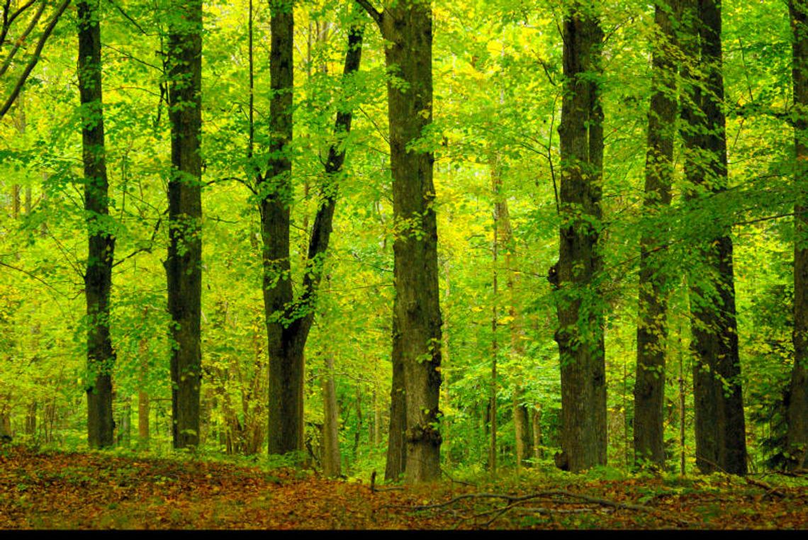 Leśnicy boją się o stan prywatnych lasów