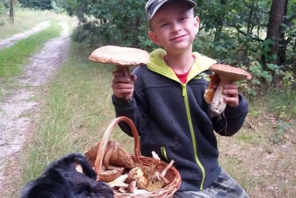 Leśnicy: Mało grzybów w lasach. Czytelnicy: zobaczcie sami! (zdjęcia)