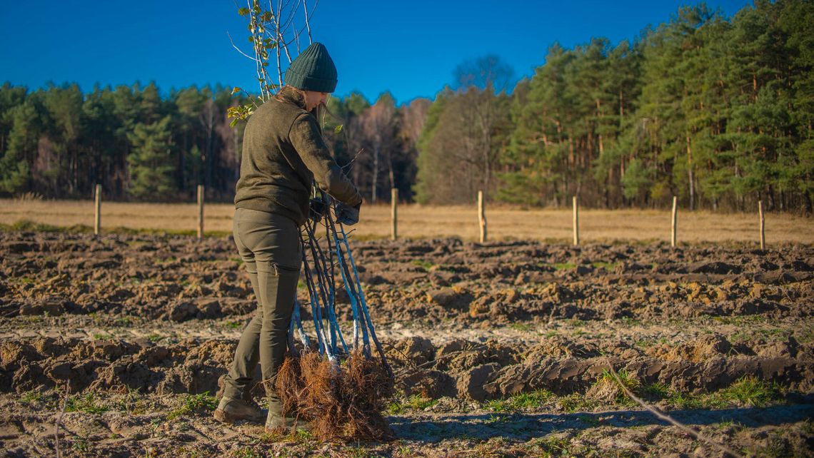 Leśnicy posadzili 2,5 tys. młodych jabłonek. Wszystko to z myślą o zwierzętach