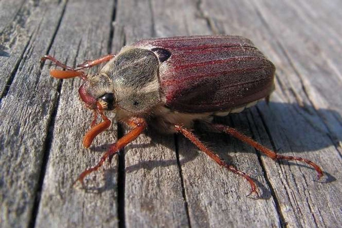Leśnicy szykują się na inwazję chrabąszczy