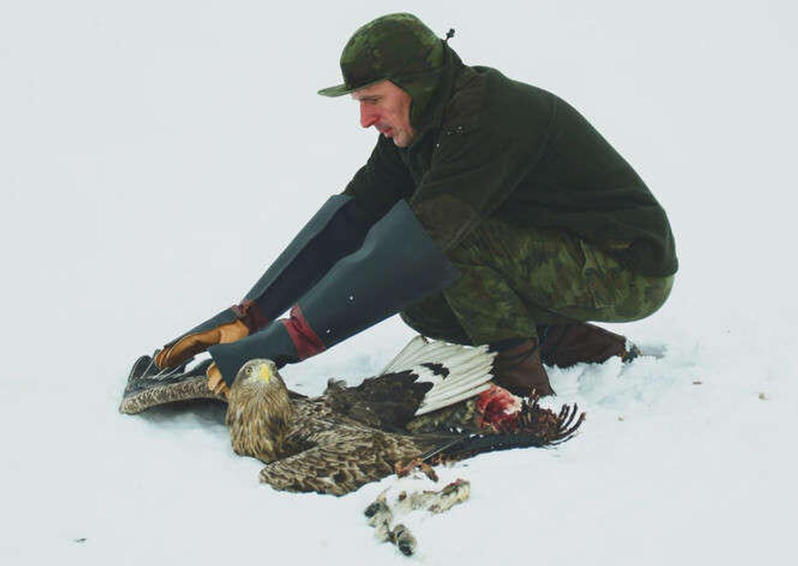 Leśnicy uratowali dwa bieliki. Prawdopodobnie ptaki były zatrute [zdjęcia]