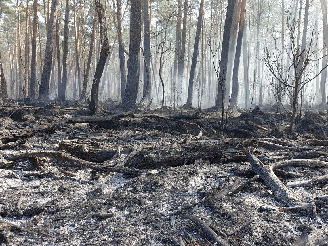 Leśnicy w regionie posadzą miliony drzew. Rusza też sezon ochrony przeciwpożarowej