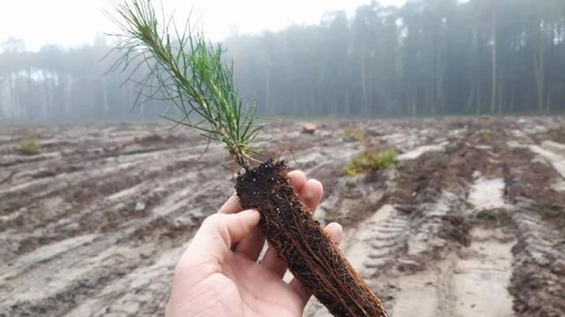 Leśnicy zasadzili miliony nowych sadzonek. Rok 2018 był rekordowy