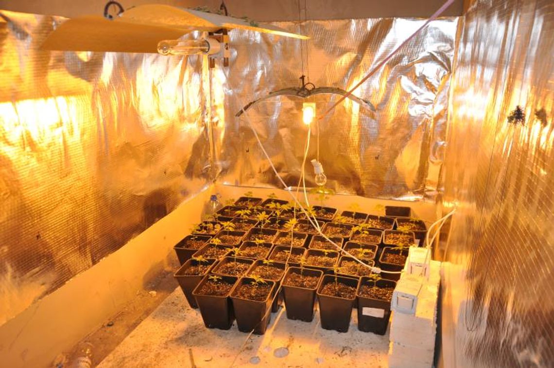 Leśniowice. Policjanci odkryli w domu plantację marihuany