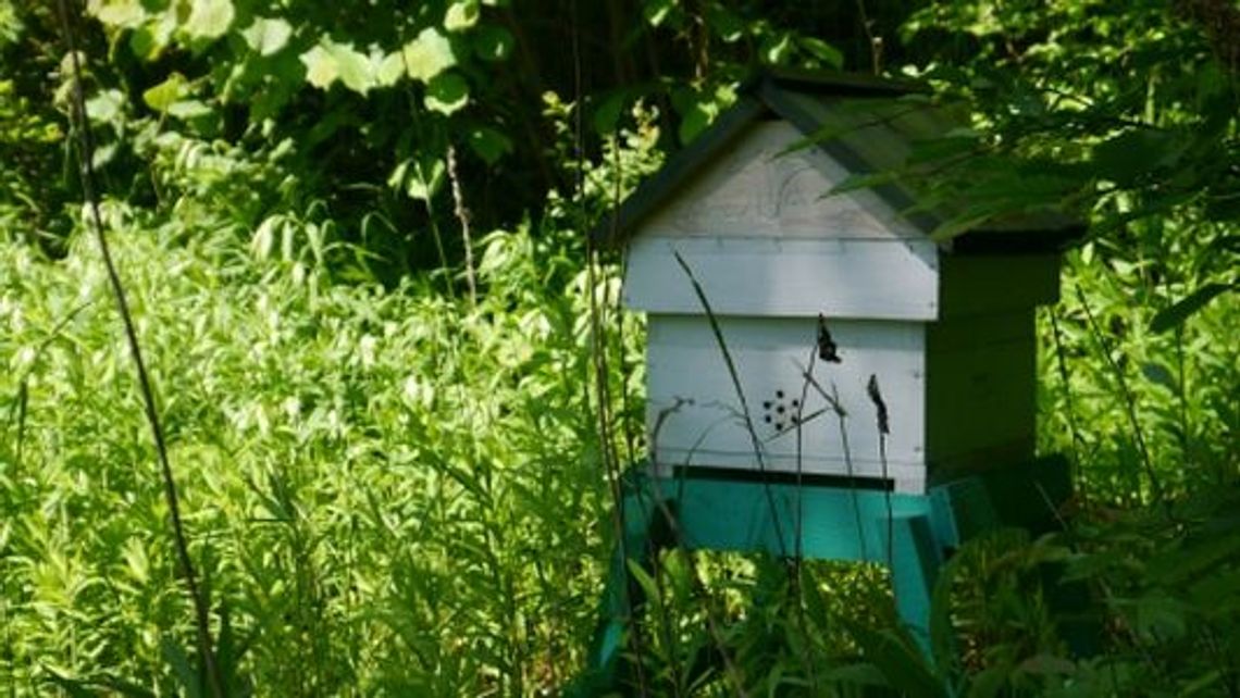 Letnia Szkoła Rzemiosła Tradycyjnego podczas Jarmarku Jagiellońskiego. Cztery dni z pszczołami