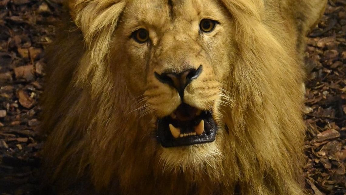 Lew angolski Akashinga zamieszkał w zamojskim zoo. "Będzie towarzyszem naszej lwicy"