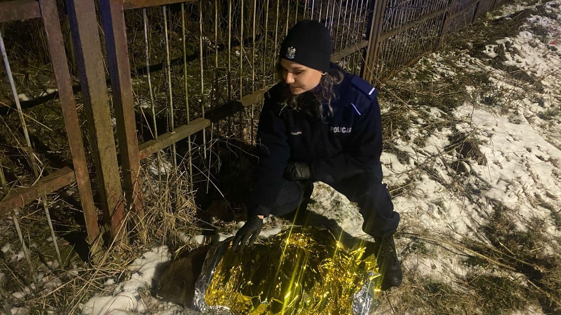 Leżał ranny przy ulicy. Bobra uratowali policjanci Leżał ranny przy ulicy. Bobra uratowali policjanci