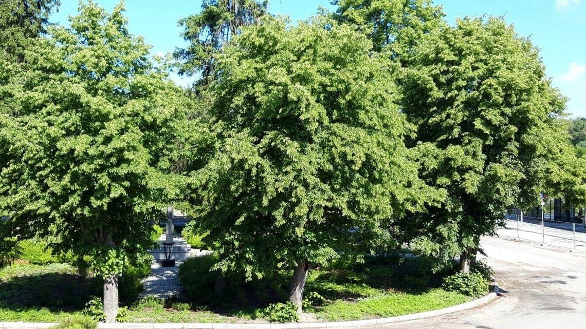 Lipy na skwerze pójdą pod topór? Opinie ekspertów nie pozostawiają złudzeń