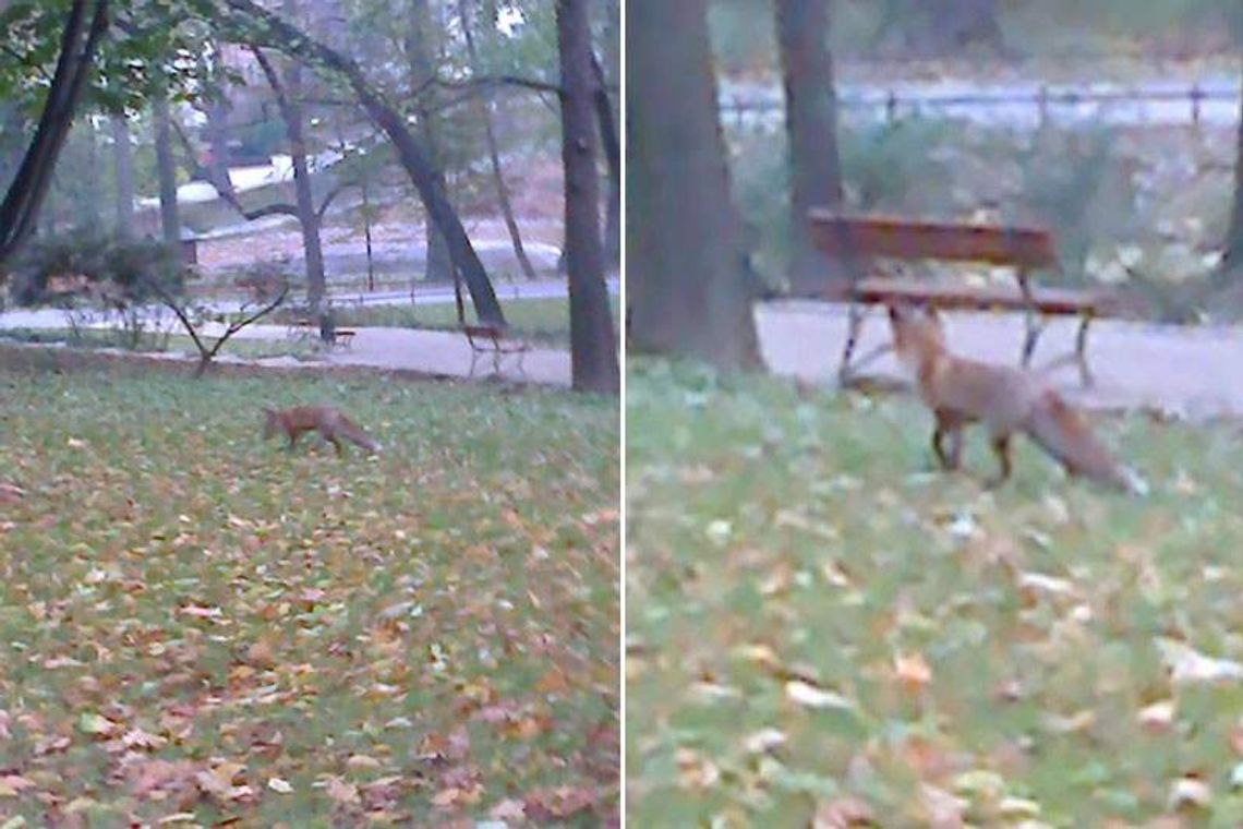 Lis spaceruje po Ogrodzie Saskim, nie udało się go złapać Lis spaceruje po Ogrodzie Saskim, nie udało się go złapać