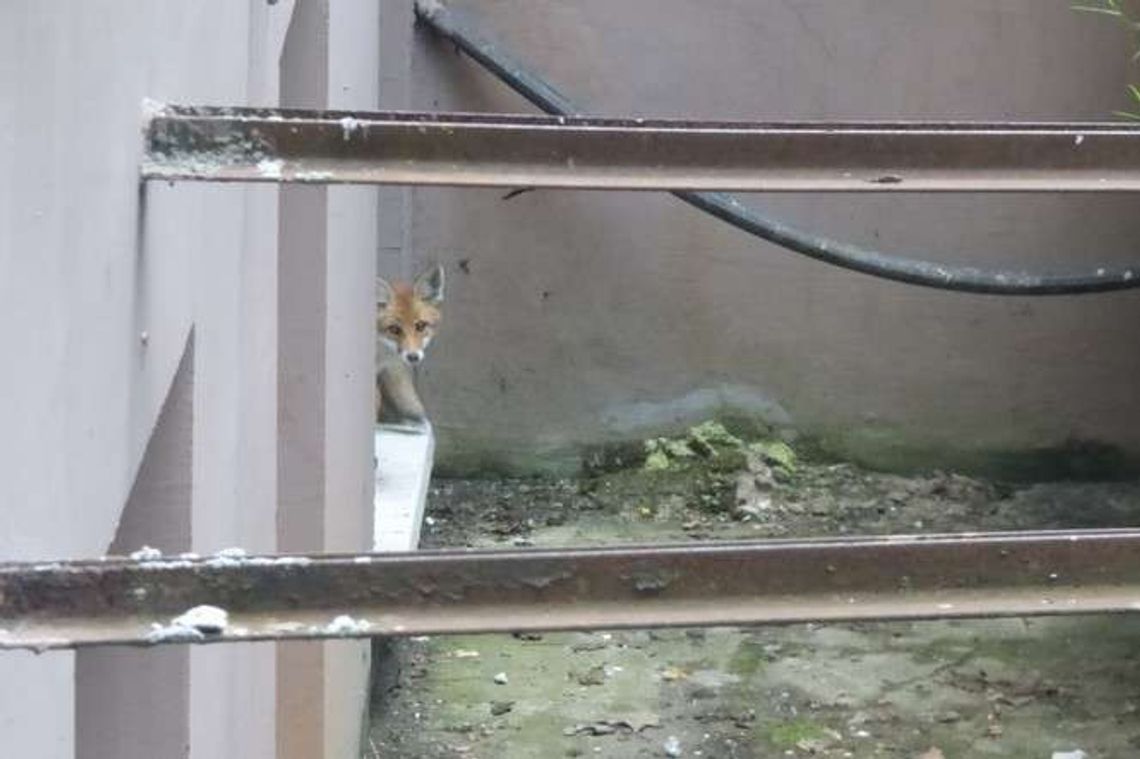 Lis w tarapatach. Pomogli mu strażnicy miejscy, ale teraz czeka go wycieczka Lis w tarapatach. Pomogli mu strażnicy miejscy, ale teraz czeka go wycieczka