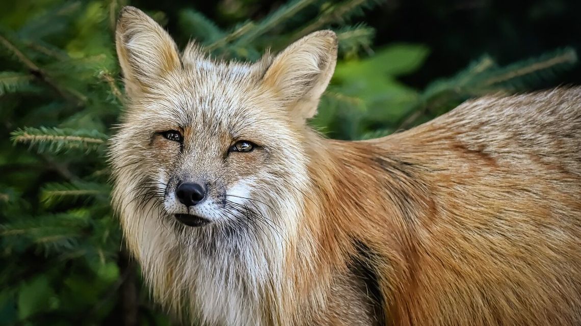 Lisy i jenoty tego nie lubią. Ponad tysiąc zwierząt do odstrzału