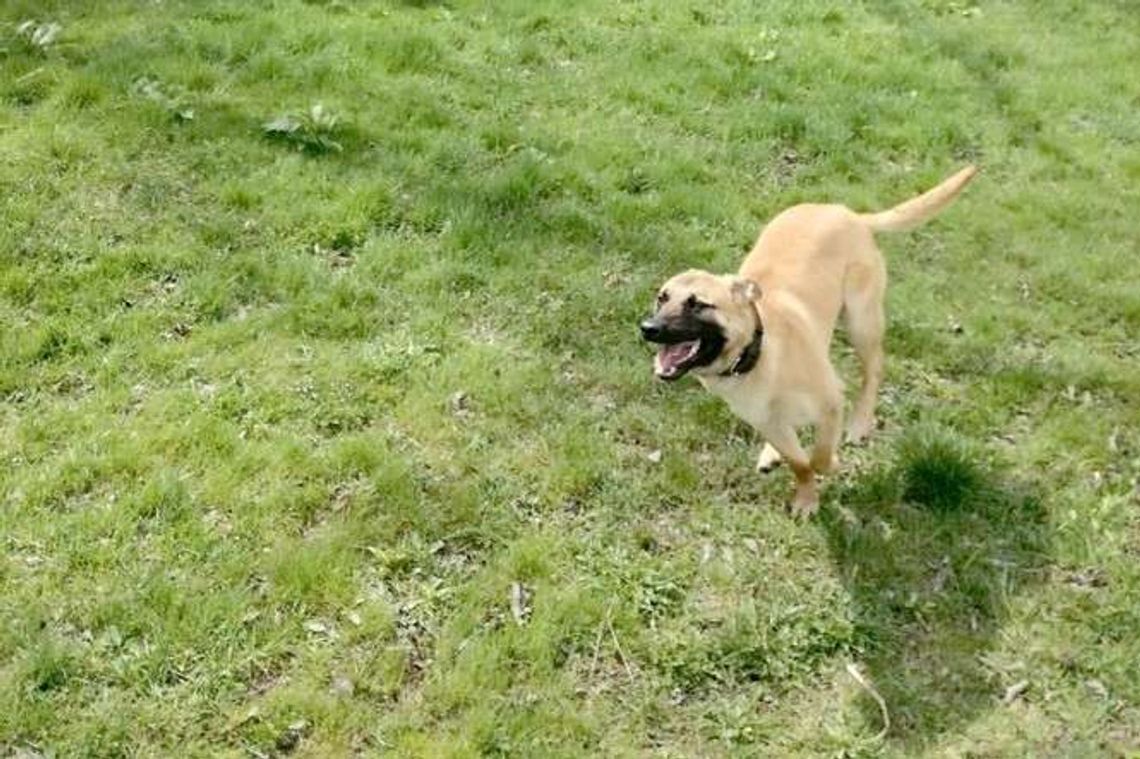 Logo w policji. Będzie szukał narkotyków