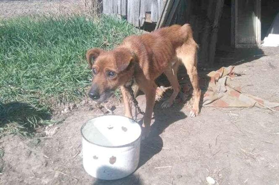Lolek był skrajnie wyczerpany. Odebrano go właścicielom