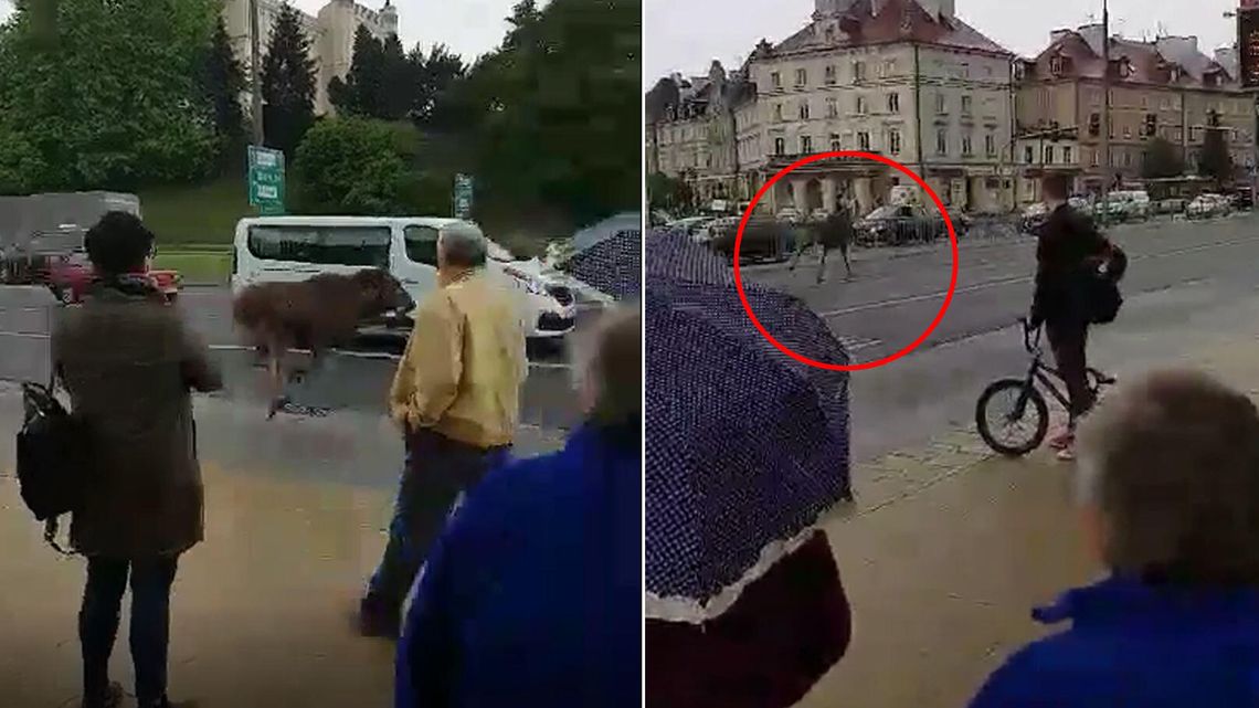 Łoś biega po ulicach w centrum Lublina, omal nie wpadł pod samochód [wideo]