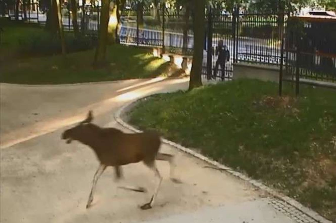 Łoś biegał po Ogrodzie Saskim. Wideo z monitoringu