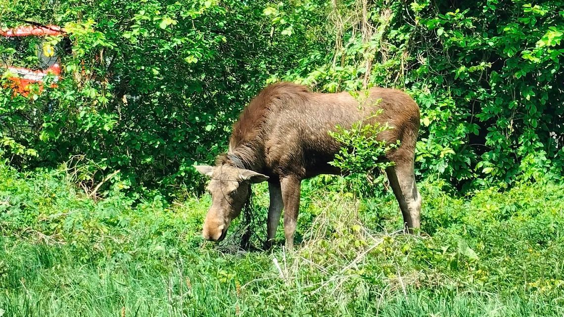 Łoś cały okablowany. Nietypowa akcja strażaków 