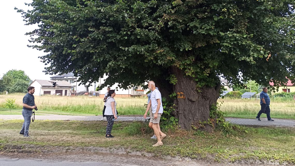 Los lip przy drodze 838 w rękach konserwatora Los lip przy drodze 838 w rękach konserwatora