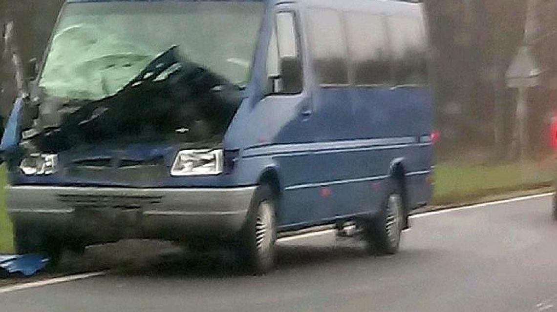 Łoś nagle wtargnął na jezdnię pod jadącego mercedesa