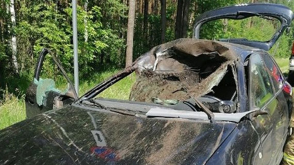Łoś nagle wybiegł na jezdnię i wskoczył na samochód