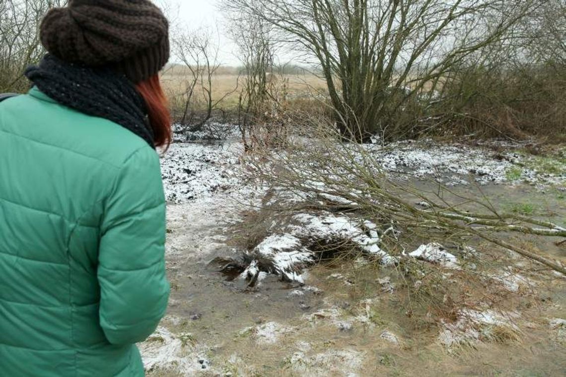 Łoś nie przeżył akcji ratunkowej