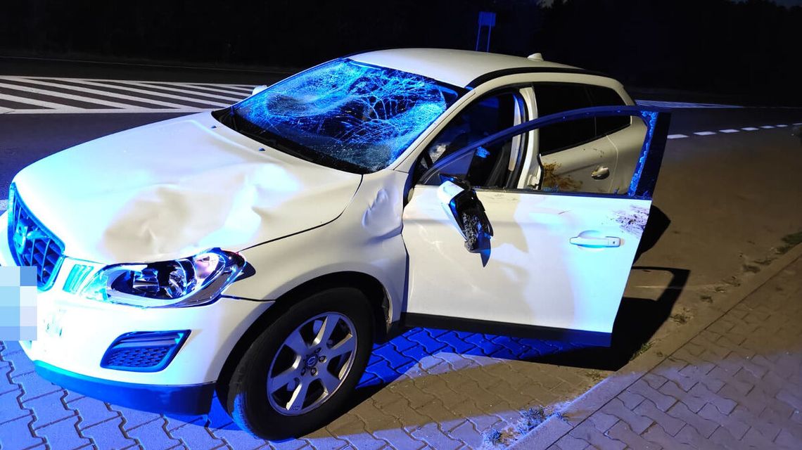 Łoś wbiegł na drogę w Okunince i doszło do zderzenia z samochodem