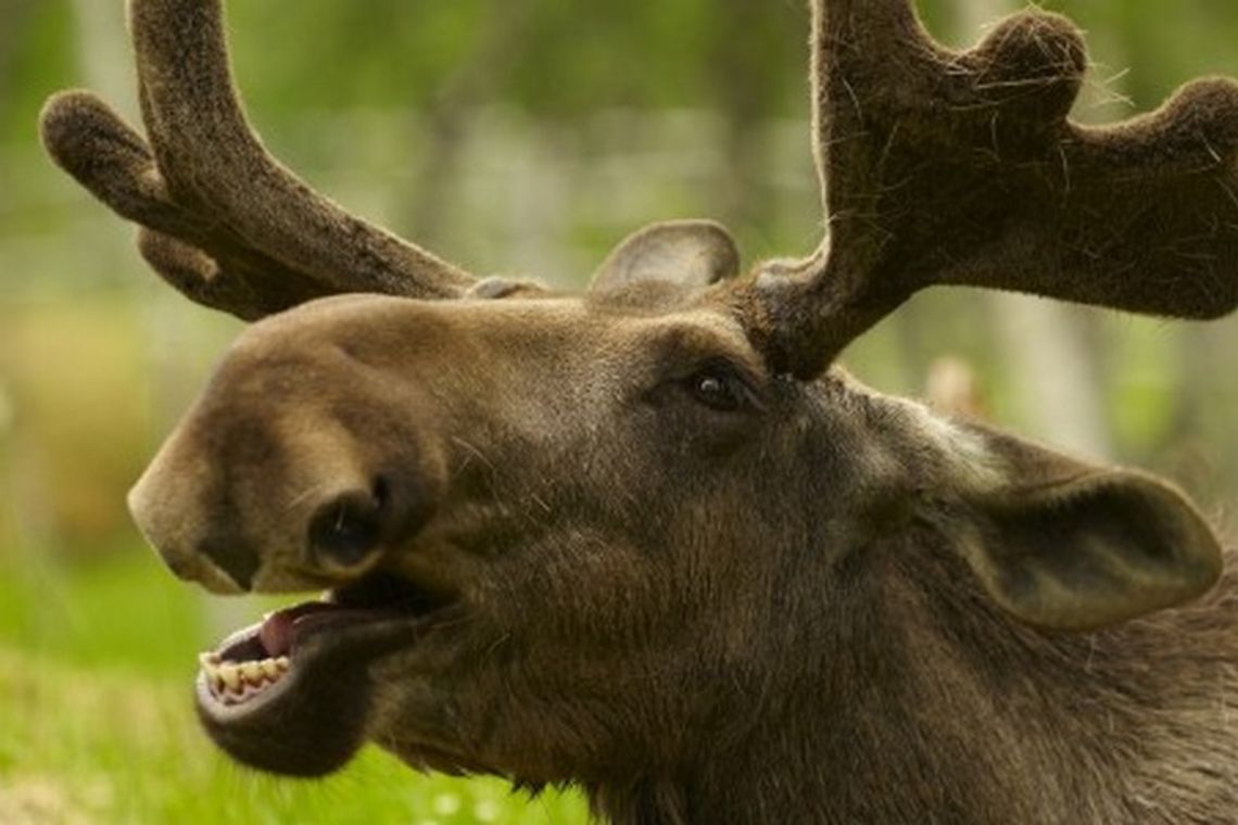 Łoś wpadł pod opla. Zwierzę padło na miejscu