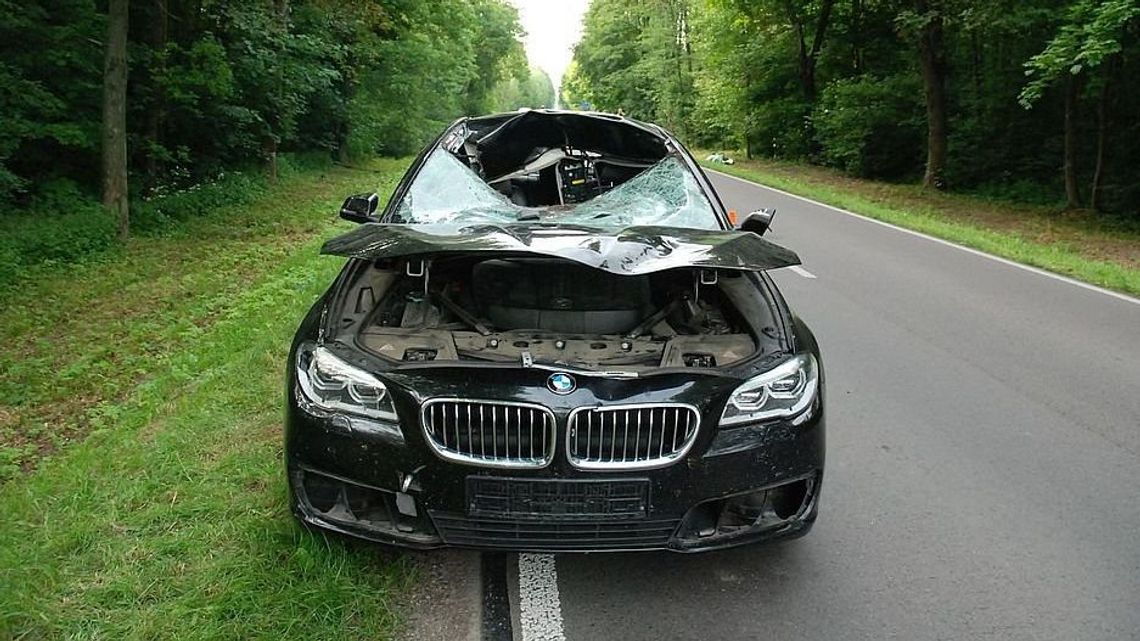 Łoś wybiegł wprost pod koła samochodu Łoś wybiegł wprost pod koła samochodu