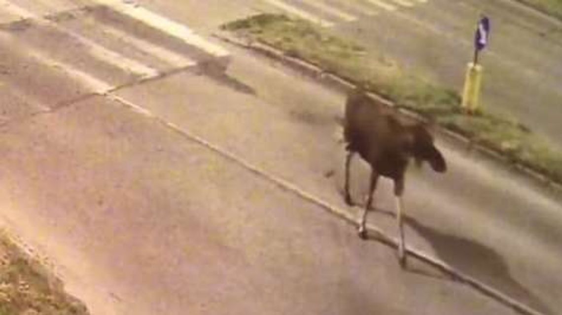 Łoś wybrał się na spacer po Świdniku. Wezwano policję Łoś wybrał się na spacer po Świdniku. Wezwano policję
