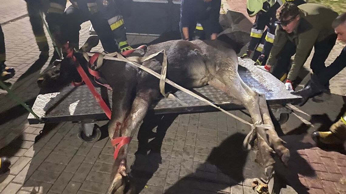 Łoś zawisł na ogrodzeniu. Akcja trwała prawie 10 h Łoś zawisł na ogrodzeniu. Akcja trwała prawie 10 h