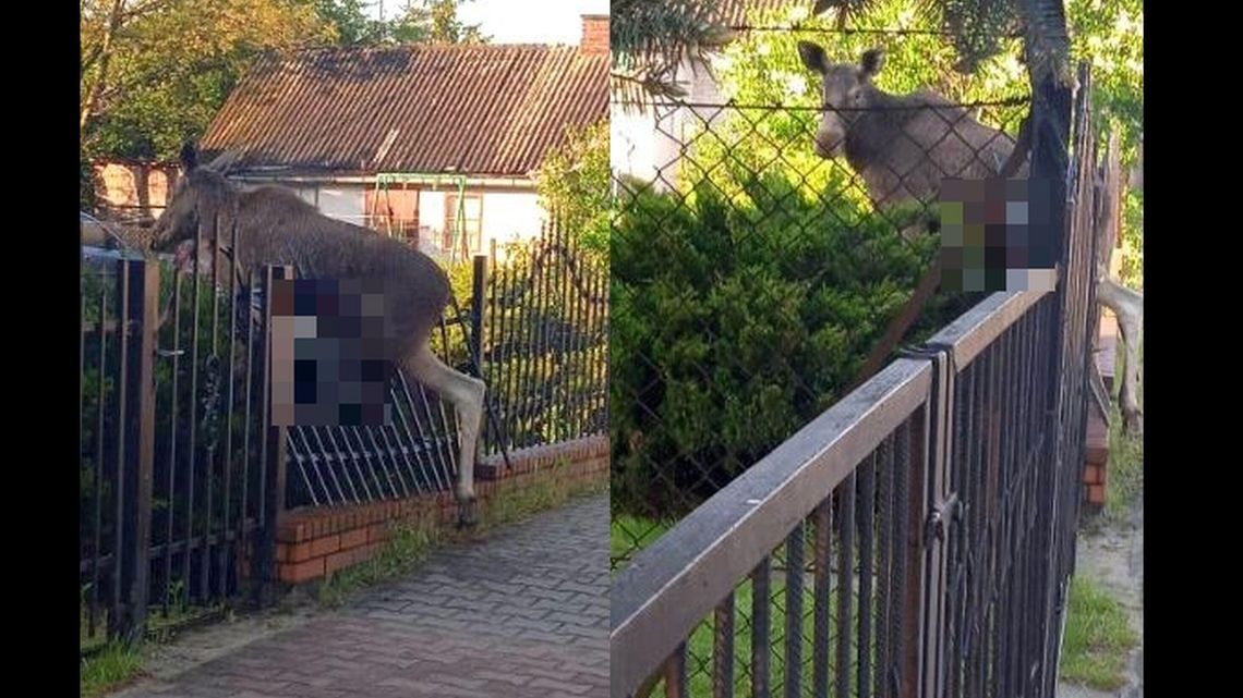 Łoś zginął w Kurowie. Zwierzę chciało skoczyć przez płot Łoś zginął w Kurowie. Zwierzę chciało skoczyć przez płot