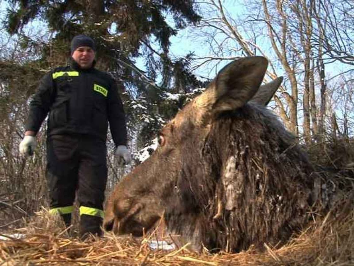 Łosie będą uratowane, pojadą do Katowic